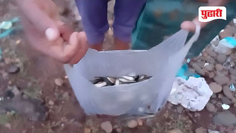 Fish Death