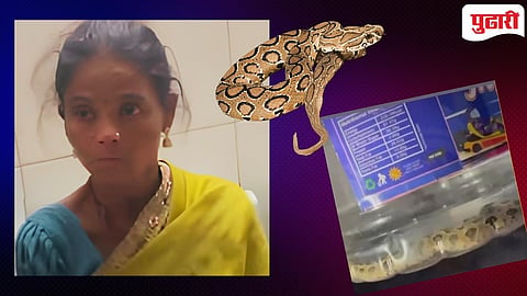 ओडीसा येथील धाडसी आदीवासी महिला व तिने पकडलेला घोणस