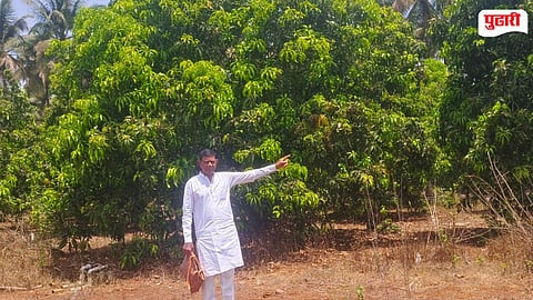 Mango Crop Damage