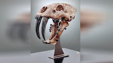 Ice Age Tiger Skull |