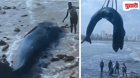 Whale calf in Mumbai