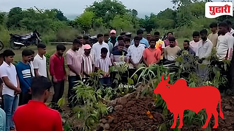 kolhapur News | बेंदरादिवशीच बैलाचा मृत्यू ! कुरणी येथील घटनेने ग्रामस्थ हळहळले!