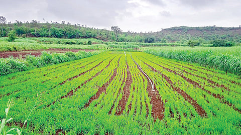 Kharif Crops