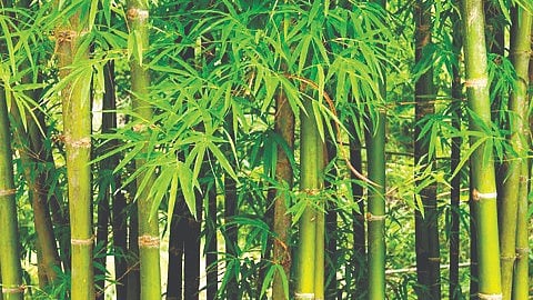 Bamboo Farming