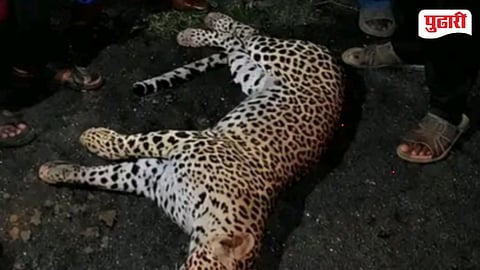 Leopard Dies In Saoner