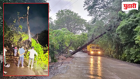 Vasai-Virar heavy rain : खोदकामाचा घाला अन् पावसाचा तडाखा; शिरसाड–वज्रेश्वरी मार्गावरील वृक्ष कोसळला, अनेक तास वाहतूक ठप्प