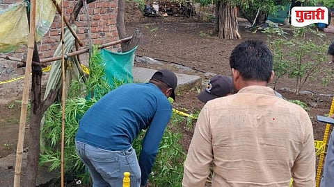 Pune Junnar Farmer Arrested Cannabis