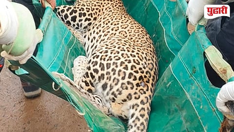 Leopard Saved In Nagbhid