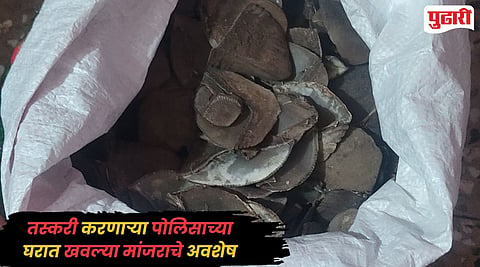 Gadchiroli Crime : वाघाच्या कातड्याची तस्करी करणाऱ्या पोलिसाच्या घरी आढळले खवल्या मांजराचे अवशेष