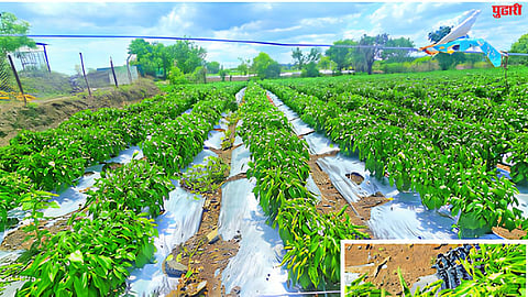 Agriculture News
