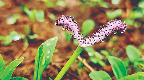 Kaas Plateau