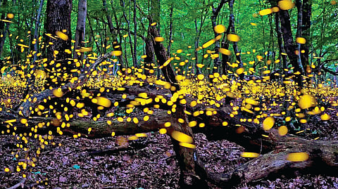 Firefly Extinction Risk |