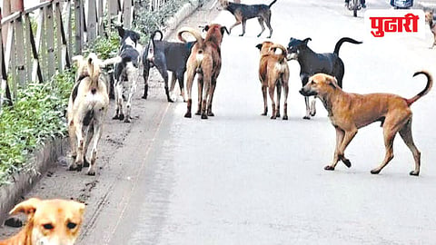 Stray Dog Issue