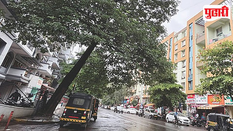 Pimpri Chinchwad Tree Fall