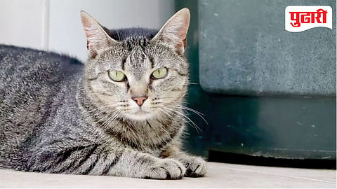 MeowMumbai website