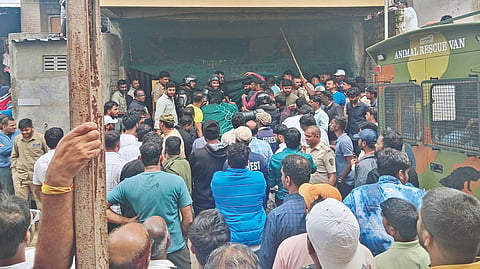 Ishwarpur leopard rescue: गर्दी, गोंगाटामुळे अडथळे; अखेर सौम्य लाठीमार