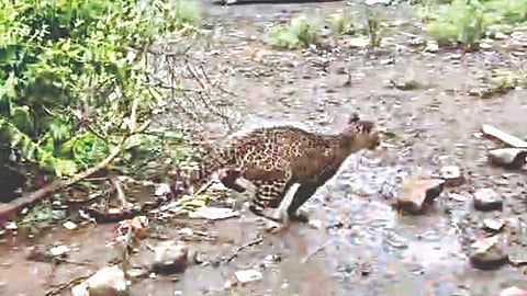 Ishwarpur leopard: ईश्वरपुरात बिबट्याचा सहा तास धुमाकूळ