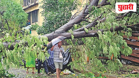 Mumbai dangerous trees