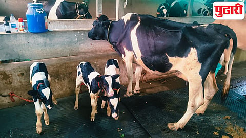 cow gives birth to three calves