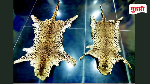 Sindhudurg Forest Poaching