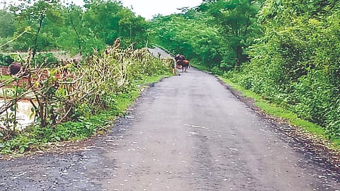 Indian Bison