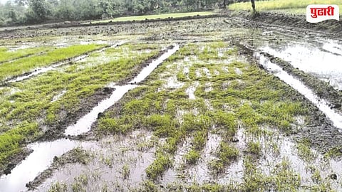 Thane Rice Sowing