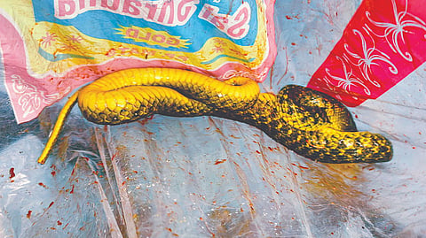 Snake Attack |