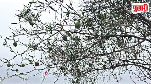 Hinganbet Tree