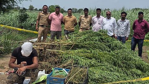 Beed Crime | सुरळेगावातील गांजाच्या शेतीवर चकलांबा पोलिसांची धाड!