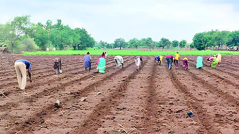 Vaijapur Sowing Progress