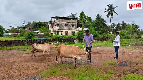 मोकाट गायींच्या गळ्यात रिफ्लेक्टर पट्टे बांधण्यात आले.