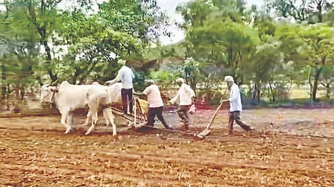 Satara Kharif Sowing: शिवारात खरिपाच्या पेरणीची लगबग
