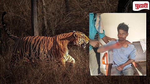 Chandrapur Tiger Attack | वाघाच्या तावडीतून गुराख्याची थरारक सुटका; ग्रामस्थांच्या धाडसाने जीव वाचला!
