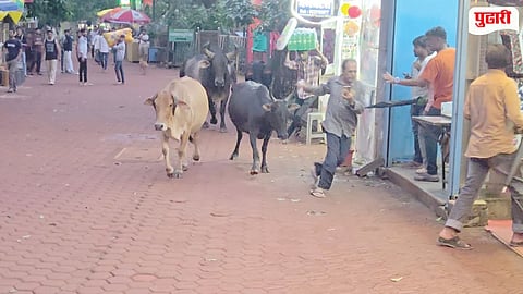 Matheran Stray Cattle