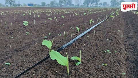 Turmeric farming