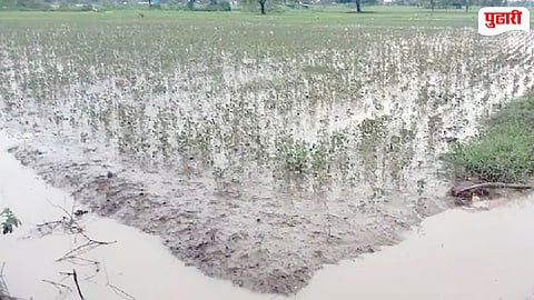 Shrivardhan Rice Farming Loss