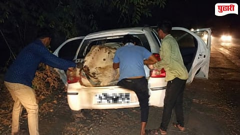 Cattle Smuggling