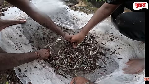 Vasai Valgani Fish