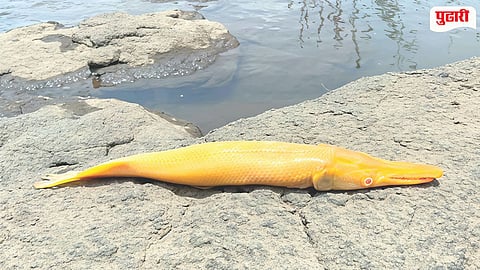 Rare fish found