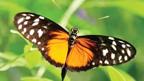 Secret to Longevity |
