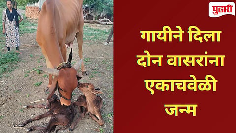 Nanded News | निसर्गाचा चमत्कार! पांगरा येथे गाईने दिला एकाच वेळी दोन वासरांना जन्म!