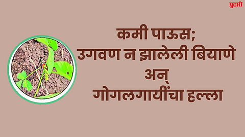Dharashiv Agriculture News