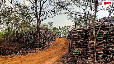 Mahad Illegal Tree Cutting