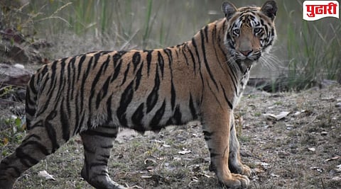 Chandrapur Tiger Death