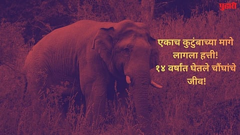 Killer Elephant