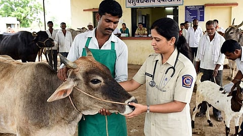 Maharashtra veterinary officers