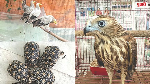 Wildlife Smuggling Racket