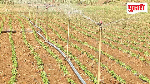 Dharashiv Agriculture News