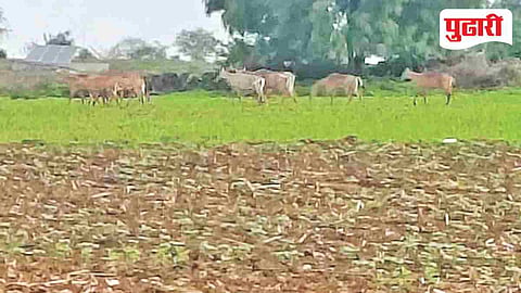 Wild animal menace in farms