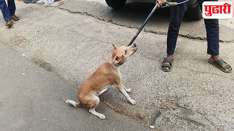 Panvel Stray dog attack